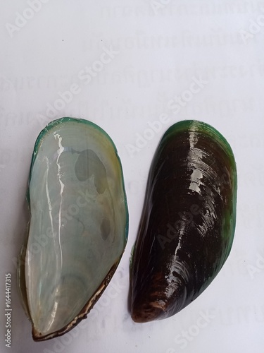 stone on a white background