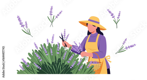 Illustration of a woman harvesting lavender in a field with a basket and pruning shears