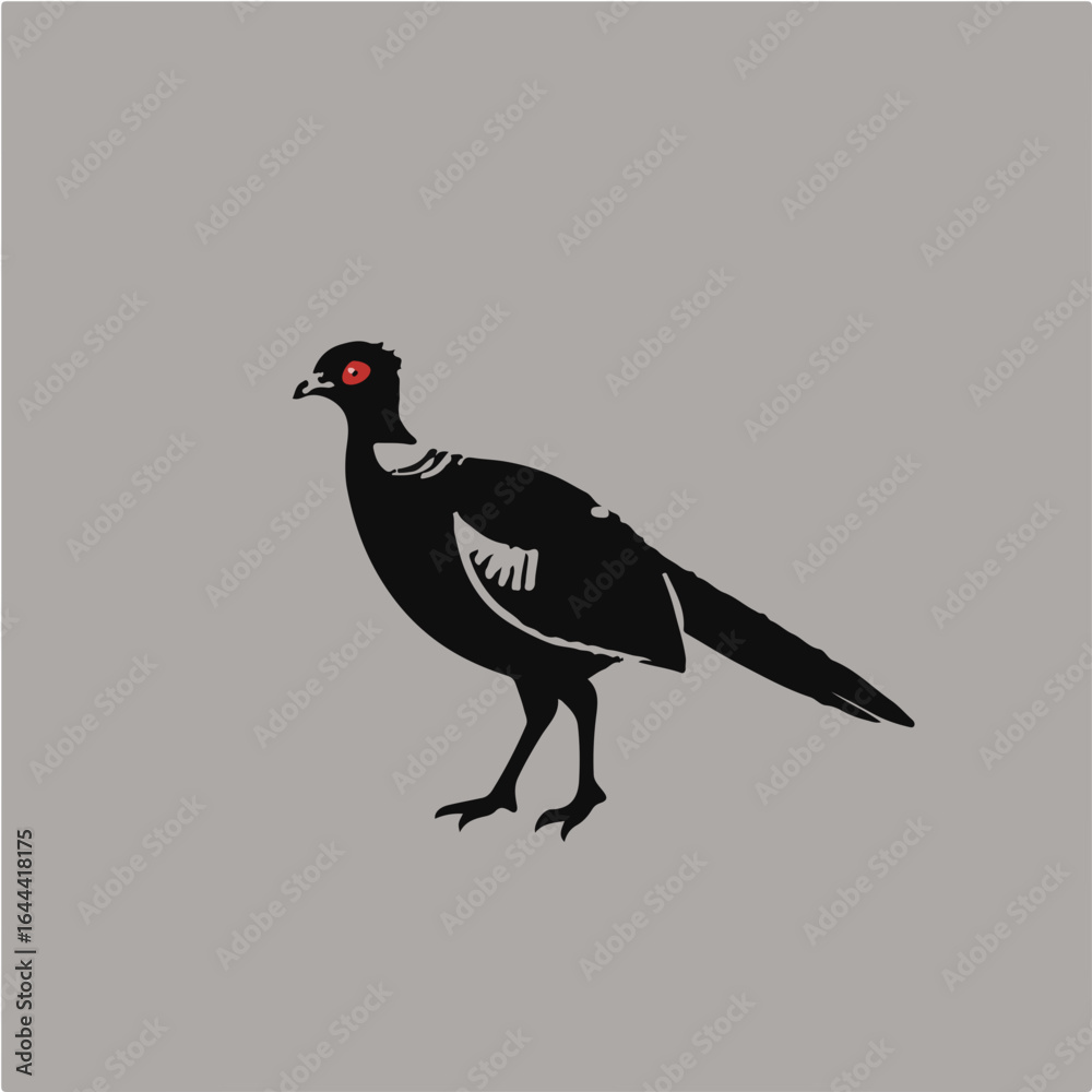 Obraz premium Black Pheasant wildlife