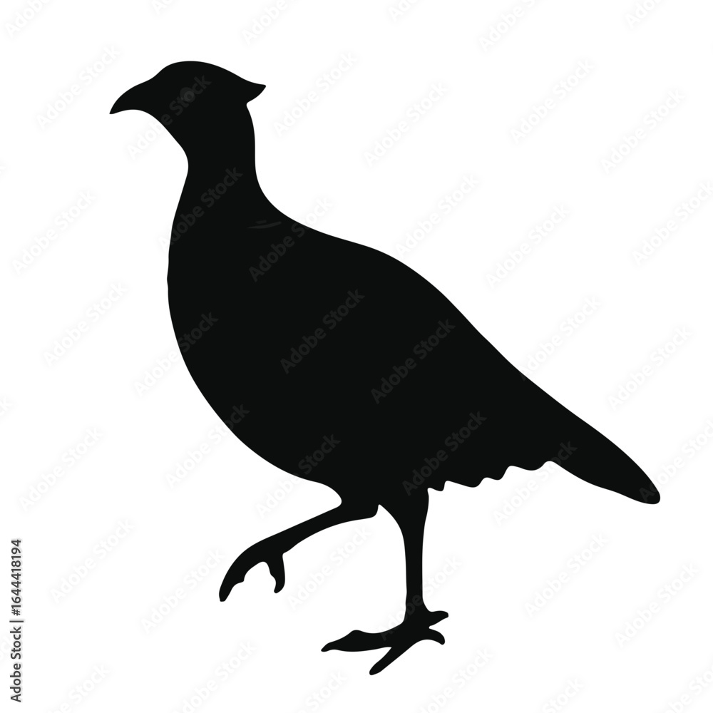 Obraz premium Black Pheasant Animal