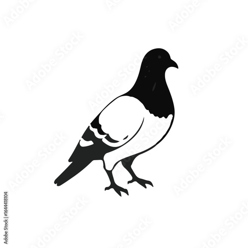 Black Pigeon Animal