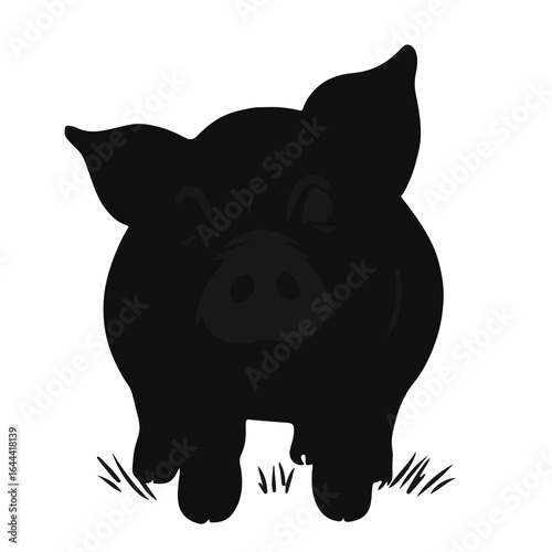 Black Pig Animal