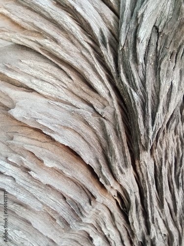 tree bark texture
