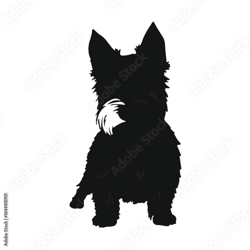 Norwich Terrier Pet