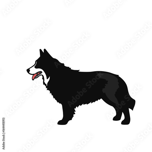 Norwegian Lundehund Photography