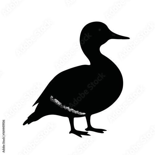Northern Pintail Duck