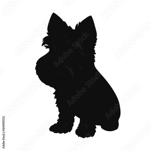 Norfolk Terrier Portrait