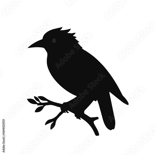 Black Myna Bird Illustration