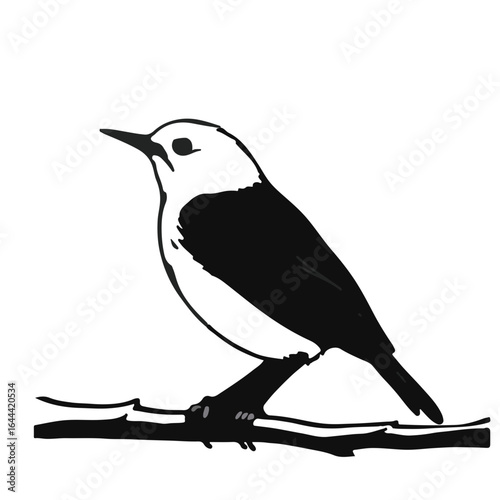 Mourning Warbler Bird Illustration