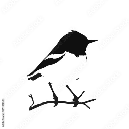 Mourning Warbler Bird