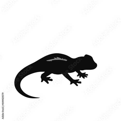 Mourning Gecko Animal Illustration