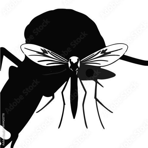 Black Mosquito Animal