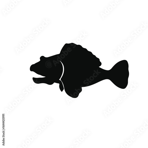 Black Monkfish Illustration