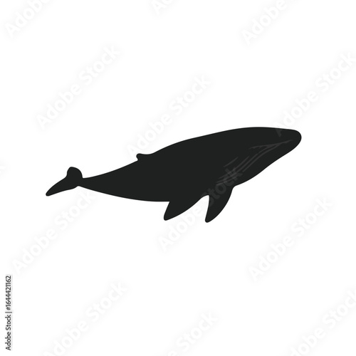 Minke Whale Marine Mammal