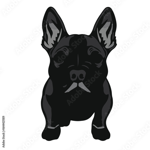 Miniature Bull Terrier Portrait