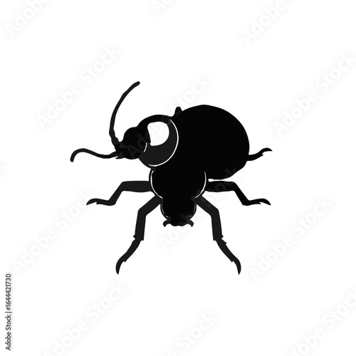 Mealworm Beetle Animals