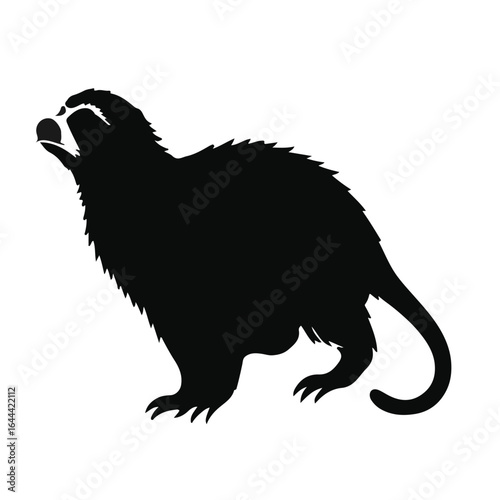 Photography Black Marmoset Animal