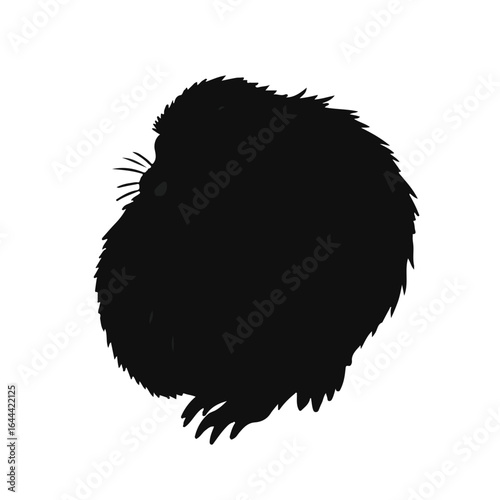 Black Marmoset Illustration