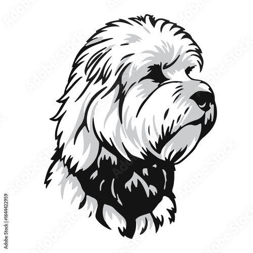 Black and White Maltese Animal