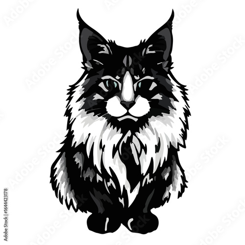 Black Maine Coon Cat