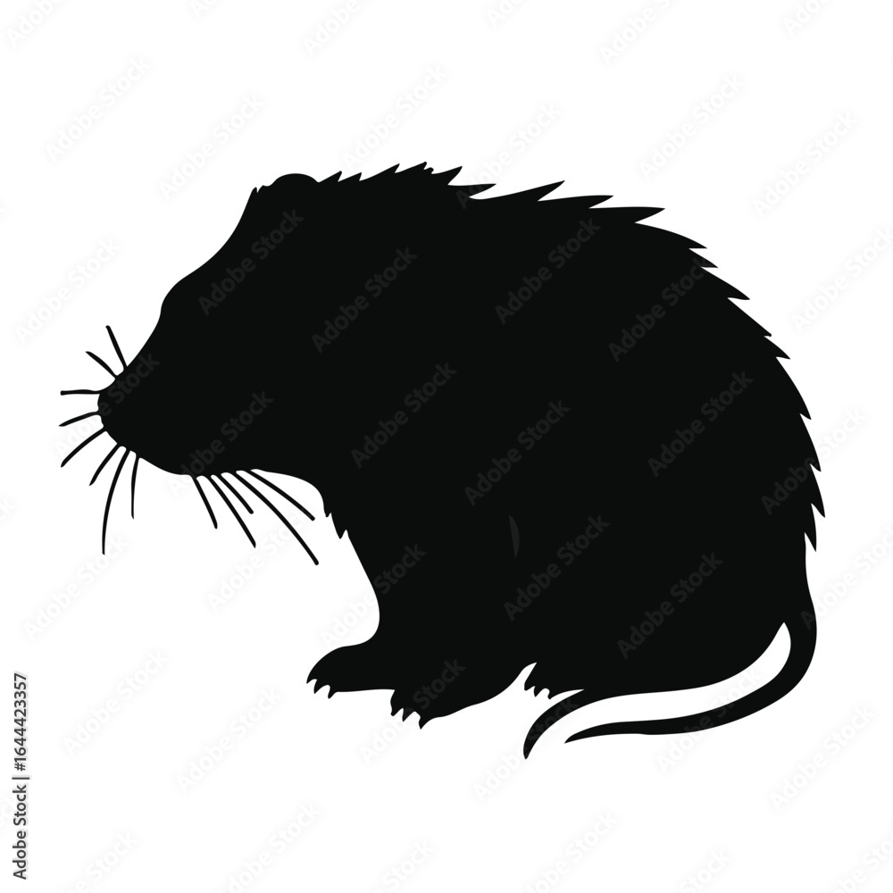 Black Muskrat Animal