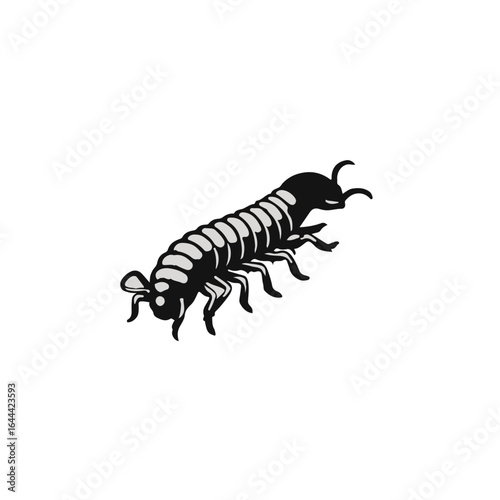 Black Millipede Animal