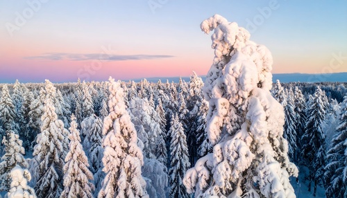 Breathtaking aerial view of a snow-covered pine forest during a colorful winter sunset in Lapland, a pristine winter wonderland
