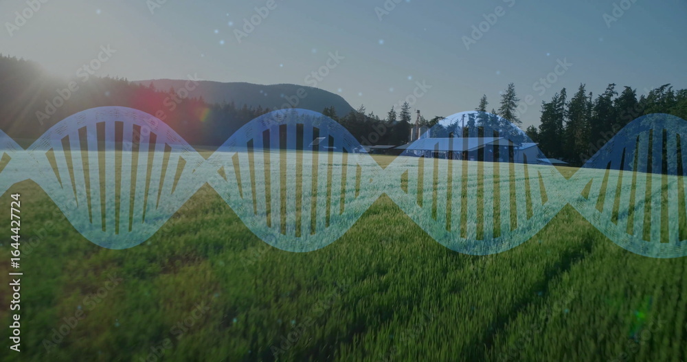 Fototapeta premium Superimposing translucent blue DNA double helix across sunlit meadow, with conifer forest backdrop