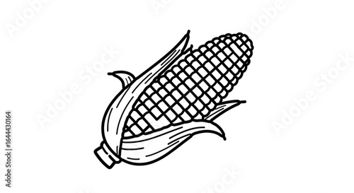 Object corn on the cob vector drawing illustration of fresh sweetcorn maize agriculture harvest food and healthy eating vector