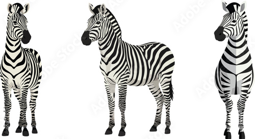 Zebra three different poses front side and back view African wildlife vector illustration realistic design