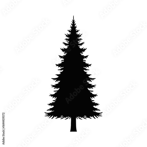 A black silhouette of a tall, conical evergreen tree, like a pine or fir, isolated on a white background.