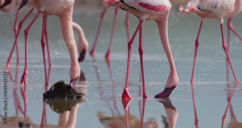 Close-up pan of Lesser Flamingo's (Phoeniconaias minor) legs wading in shallow lake water at daytime in Kenya