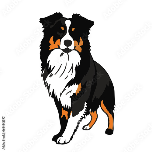 Australian Shepherd Photo