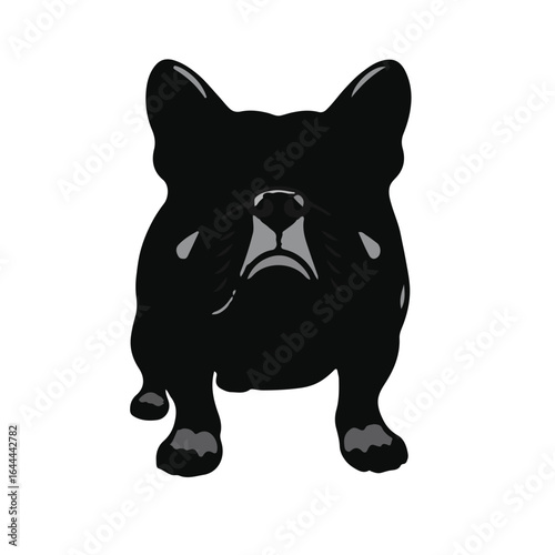 Australian Bulldog Portrait