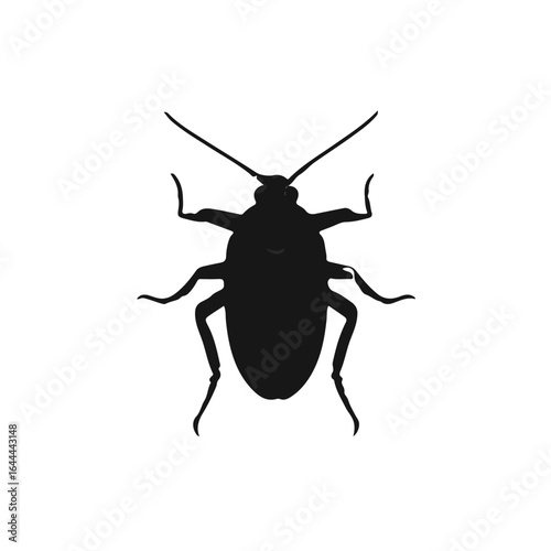Asian Cockroach Illustration