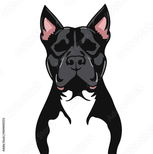 American Pitbull Terrier Image