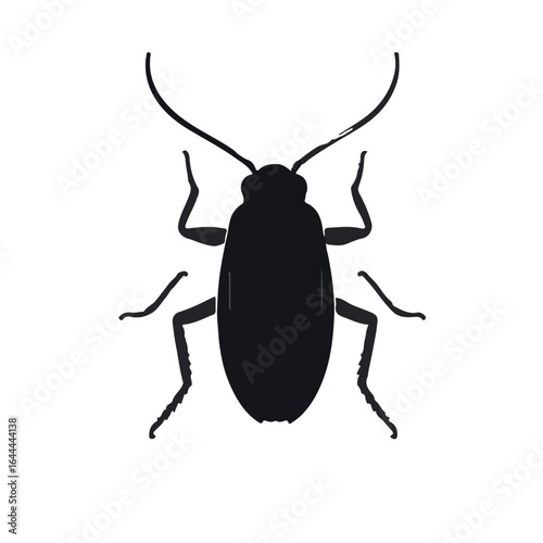 American Cockroach Photo