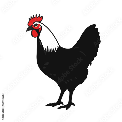 Black Wyandotte Chicken