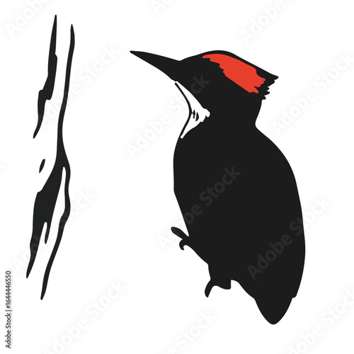 Black Woodpecker