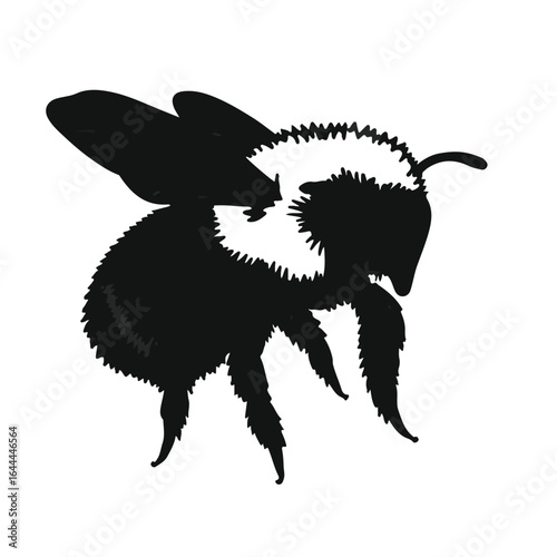 Wool Carder Bee