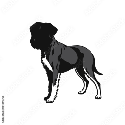 Wirehaired Vizsla Black