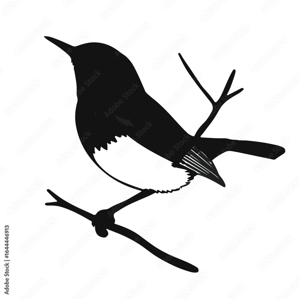 Obraz premium Willow Warbler Bird