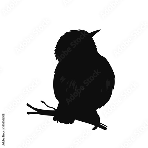 Willow Warbler Black Avian