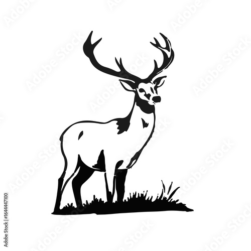 Black Whitetail Deer
