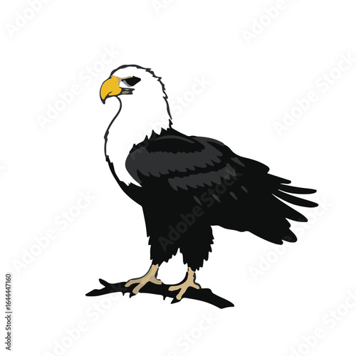 White-Tailed Eagle Illustration