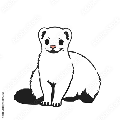 White Ferrets Animal