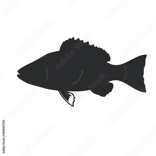 White Crappie Fish Illustration