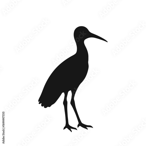 Black Whimbrel Animal