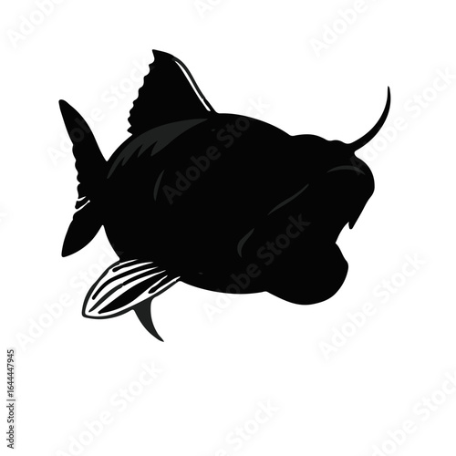 Black Wels Catfish Illustration