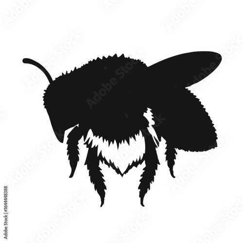 Black Wool Carder Bee
